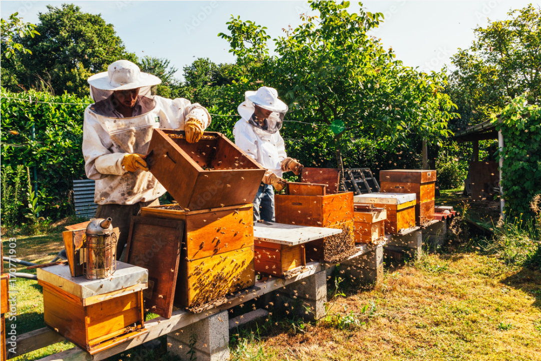 Bee Hives with bees