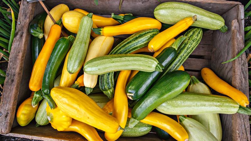Squash